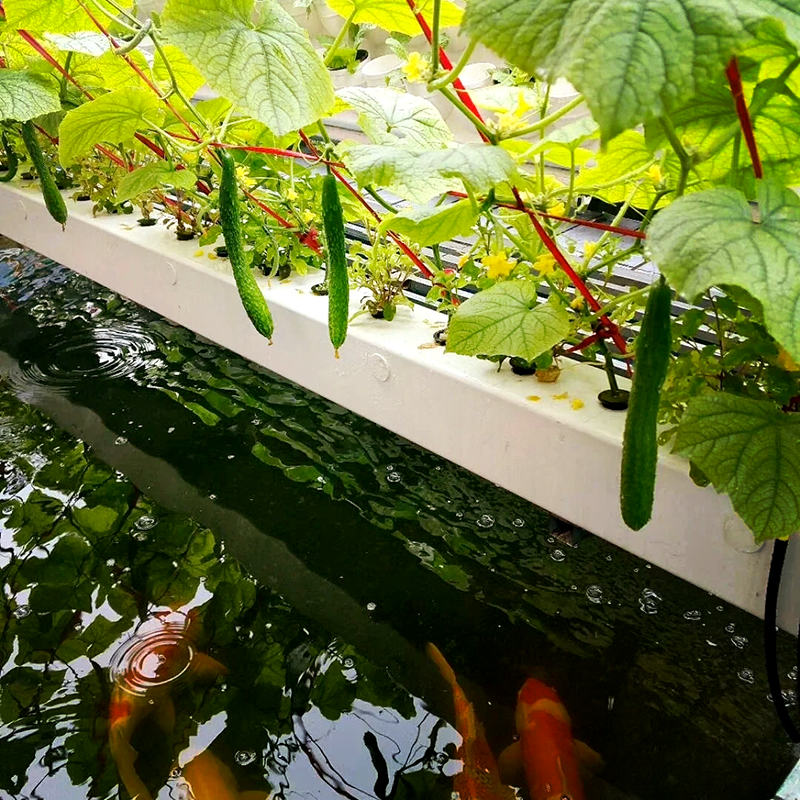 随州市植物工厂鱼菜共生 - 厂家